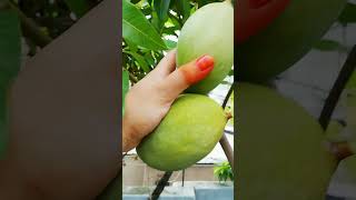 #youtubeshorts #delicious  #beauty #mango #occasion #40kviews #viralshort