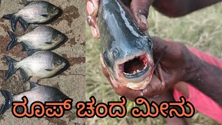 ರೂಪ್ ಚಂದ ಮೀನು |catching Roop Chand fishes in pond #fishing #roopchand #shorts #viralvideo