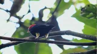 Red Capped Manakin dancing - Pipra Mentalis - Gelbhosenpipra Panama