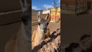 Una llama #funnyanimal #shorts #animals