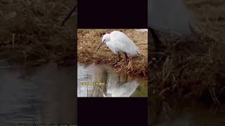 Funny Bird #funnyshorts #funny #funnyanimals #funnyvideo