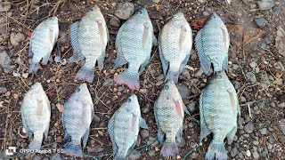 talapia fish hunting # ullas Nadi badlapur jk fishing 91 🎣🎣🐟