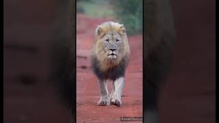 #lion#attitude#animal#viral#shorts#motivation