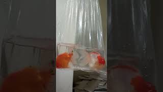 Big size oranda goldfish breeding pair (female fully loaded) at dhaka. contact 01789863494