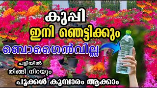 കുപ്പി ഇങ്ങനെ ചെയ്താൽ ബോഗൈൻവില്ല ചട്ടിയിൽ തിങ്ങി നിറയും/bogainville care /poppy vlogs/malayalam