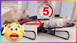 【FUNNY VIDEO】THIS FRENCHIE CAN FALL ASLEEP IN LESS THAN 5 SECONDS!!!