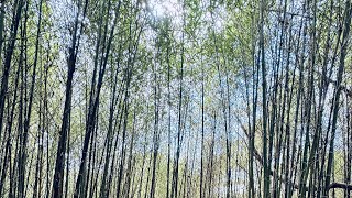 🔴ARASHIYAMA BAMBOO GROOVE PARK #baguiocity #travel #arashiyama