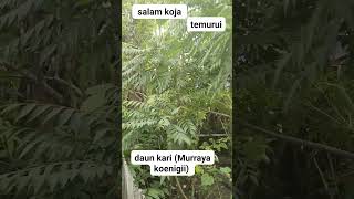 Daun Kari!! Bumbu Dapur!! Obat Kolesterol!!! #viralkan #gardening #viralvideo