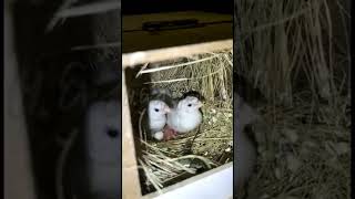 White Banglies Start Hatching Maa Shaa ALLAH #shorts #shortfeeds #ladygouldian #whitebanglies