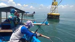 abu garcia. Mancing kakap hitam 5 kg up spot Kerundung cilacap Bala Dogong