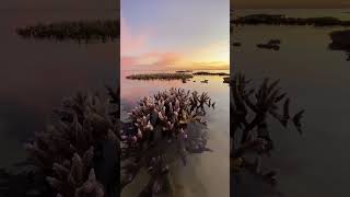 A Winter low tide on the Ningaloo reef #shorts