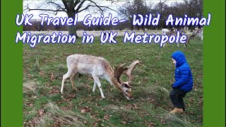 UK Travel Guide- Wild Animal Migration in UK Metropole