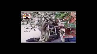 Bonsai kemuning jepang #short