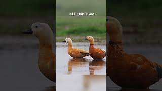 Ruddy Shelduck #lifelessons #shorts #wildlife #nature #travel #explore #india #motivation