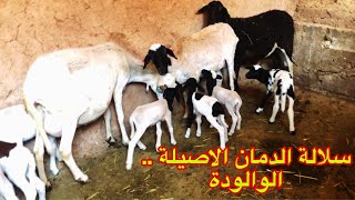 سلالة الدمان الاصيلة…احسن سلالة في الانتاج