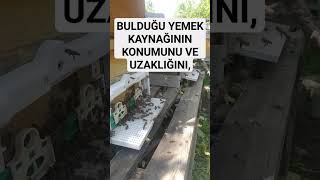 arıların gizemli dünyası #arıcılık #bee #beekeeping