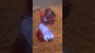 #bettafish #fish #fishtank #aquarium #beautiful #youtubeshorts #viral