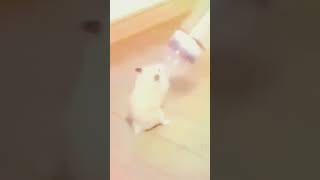 Hamster dances with a water bottle