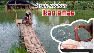 Jatahnya kasih makan ikan di kolam//ikan emas dan nila