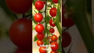 #shorts #youtube #tomato #టమాటా #వ్యవసాయం #agri #redtomato #ప్రకృతి #రైతు #టమాటో #సాగు #పంట