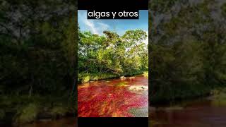 El fascinante Río de las Cinco Colores: Un tesoro natural de Colombia.