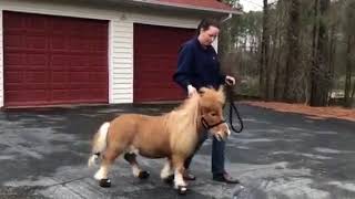 Kiwi the Shetland Gets Red-Carpet Ready in his Cavallo CLB BLING Hoof Boots!