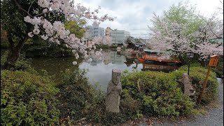 Kyoto Sakura 2022 Shinsen-En and Uji City