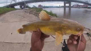 lil Flathead Ohio River Cincinnati