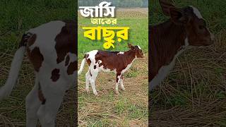 জার্সি জাতের বাছুর। জার্সি বাছুর। বাছুর। #shorts