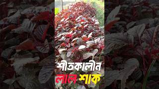 শীতকালীন লাল শাক। লাল শাক। লাল শাক চাষ পদ্ধতি। #shorts