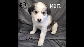 SUN 102 Pet Spotlight: Mars