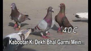 How To Care Pigeon in Summer || 40 degree heat..