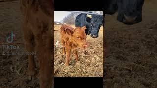 New baby!!! A beautiful red little Heifer! #cattlefarm #calf