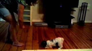 Maltipoo puppy amazing training without commands