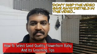 How to select good quality flowerhorn baby and grooming tips