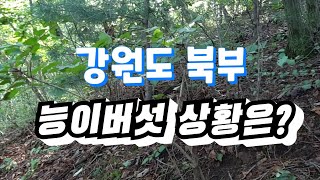 강원도 북부 능이버섯 송이버섯 상황 중계방송