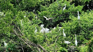 Castle of Egrets / White cranes nests on trees