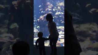 California Academy of Sciences Jan 2019