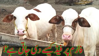 عزیز کیٹل فارم پر جانوروں کی فیڈ کس طرح تیار کی جاتی ہے How Animal Feed is Prepared at Aziz Cattle