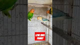 Lover Bird Beautyfull Family #youtubeshorts #ytshorts #viralshort #shorts #muhammadnabina