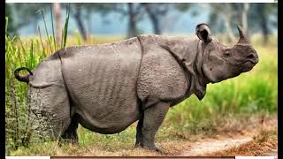 Top 10 Rare Animals that are prone to be extinct!! Shocking 😲😲