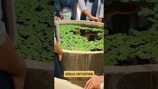 azolla cultivation in college agriculture classes #status #agriculture #bsc #cultivation