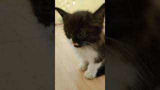 rain sound with small cat #shorts