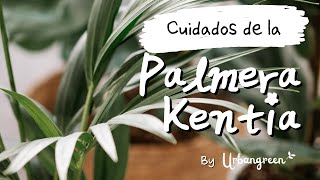 Cuidados de la PALMA KENTIA 🌴 : Riego, Trasplantes , Reproducir, Problemas comunes y Más! 🙌