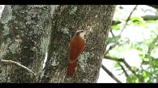 CANTO DO ARAPAÇU DE CERRADO, arapaçu de supercílio branco, cata barata, pica pau marrom