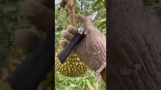 Panen durian montong kani !!! extrim & tolong subscribe ya