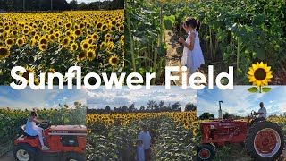 Sunflower 🌻🌞 Field