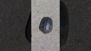 helping this cute turtle to cross the road/ #animals #turtle