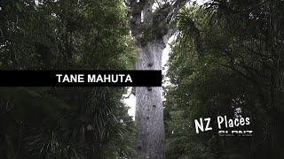 Tane Mahuta - New Zealand