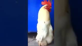 This chicken bruh💀